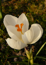 P1130316.webp