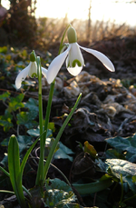 P1130317.webp
