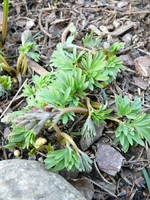 P1130330.webp