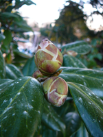 P1130334.webp
