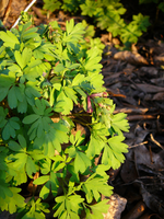 P1130339.webp