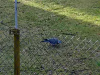 P1000267.webp