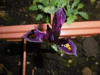 P1000346.webp