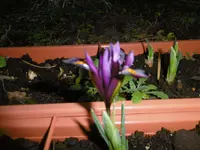 P1000348.webp