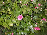 P1000343.webp