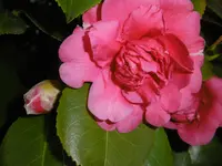 P1000344.webp