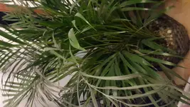 20170317_215636.webp