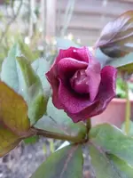 P1290061.webp