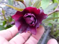 P1290080.webp