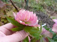 P1280621.webp