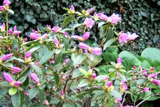 100_3641.webp