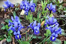 100_3643.webp