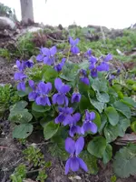 P1290041.webp