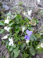 P1290043.webp