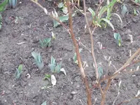 P1000350.webp