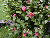 P1000357.webp