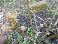 P1000361.webp