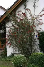 Feuerdorn0312a.jpg