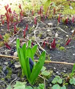 P1030978 Hof Hyaz..webp