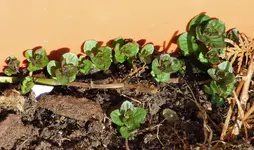 P1030987 Schokominze.webp
