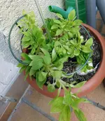P1040001 ü inkalilie.webp