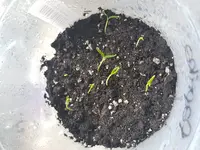 Paprika.webp