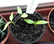 20170315_103001.webp