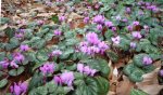 Cyclamen coum 500 01.jpg