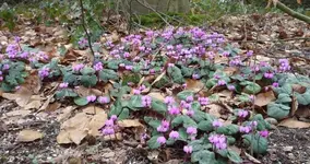 Cyclamen coum 500 02.webp