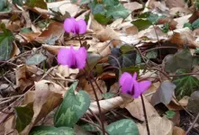 Cyclamen coum 500 03.jpg