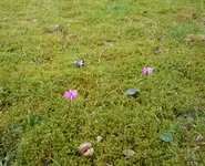 Cyclamen coum 500 04.jpg