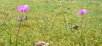 Cyclamen coum 500 05.jpg