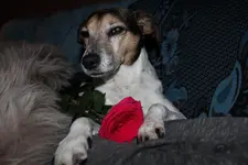 wolle Rose kaufe.webp