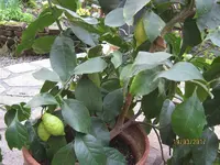 IMG_7413.webp