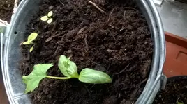 WP_20170319_002[172].webp