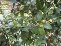 IMG_7418.webp