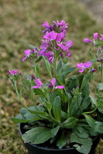 Gänsekresse Compinkie_700.JPG