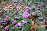 Cyclamen coum 500 06.jpg