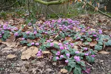 Cyclamen coum 500 07.JPG