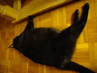 IMGP4698.webp