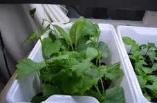 2017-03-20 Luffa.webp