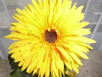 DSCI0946.webp