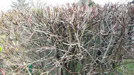20170321_084540.webp