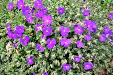 100_3677.JPG