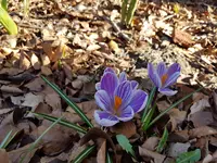 Weiß gestreifter Krokus.jpg