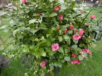 P1000364.webp