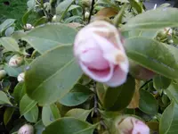 P1000375.webp