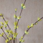 Forsythiablüten.jpg