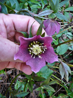 P1130353.webp