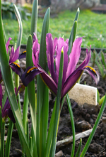 P1130340.webp